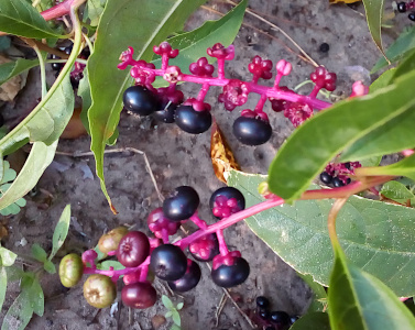 [Close view of purple-pink branches with short stems. Some stems are empty. Some have purple-black berries. Some have green berries. And some are an in-between light purple color.]